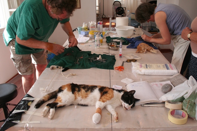 GreekSTRAYS - Cat neutering 